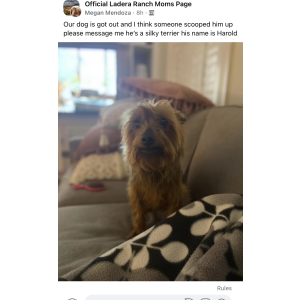 Lost Dog Harold