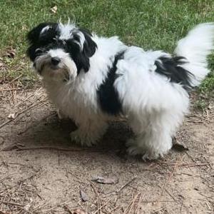 Lost Dog Oreo