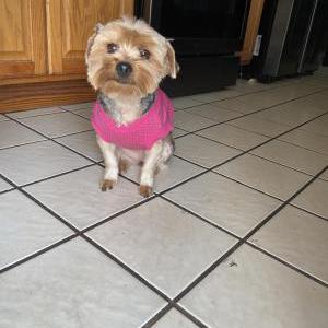 Lost Dog Debbie