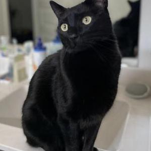 Image of Jag, Lost Cat