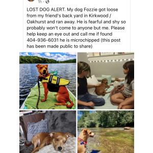 Lost Dog Fozzie