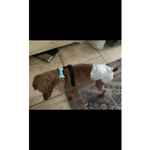 Lost Dog Teddy