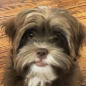 Lost Dog Brownie