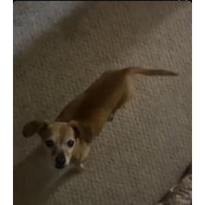 Lost Dog Charlie