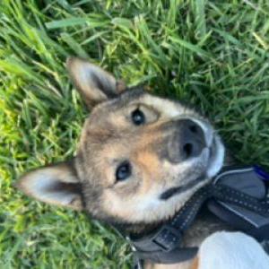 Lost Dog Keiko