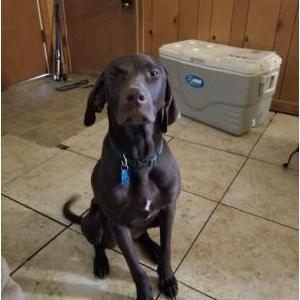 Lost Dog Hershey