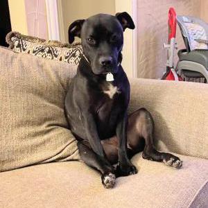 2nd Image of Nova, Lost Dog