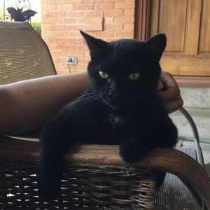 Lost Cat Blackie