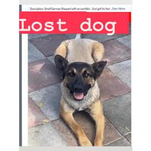 Lost Dog Jaws