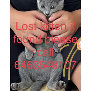 Lost Cat Murka