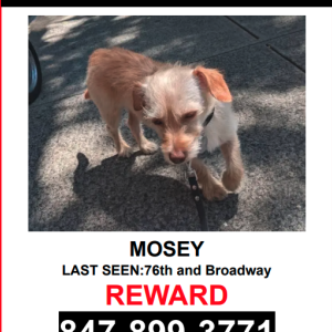 Lost Dog Mosey