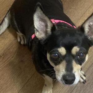 2nd Image of Millie, Lost Dog