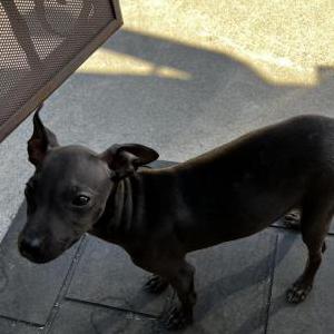 Found Dog Unknown