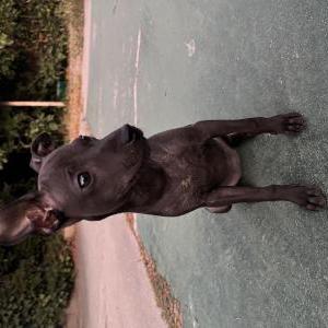Found Dog Unknown