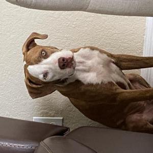 Image of Sato, Lost Dog