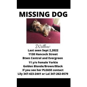 Lost Dog Willow