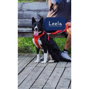 Lost Dog LEELA(SMOKY)
