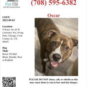 Lost Dog Oscar