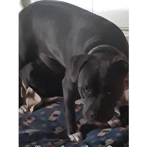 Lost Dog CiCi Brown