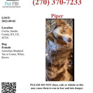 Lost Dog Piper