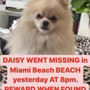 Lost Dog Daisy