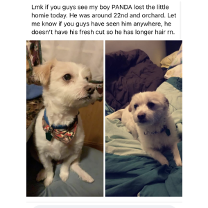 Lost Dog Panda