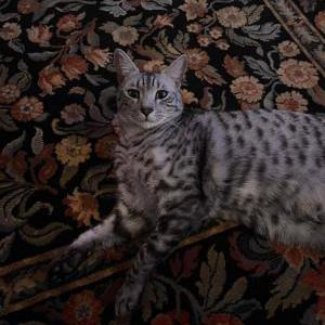 Lost Cat Echo