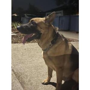 Found Dog Unknown