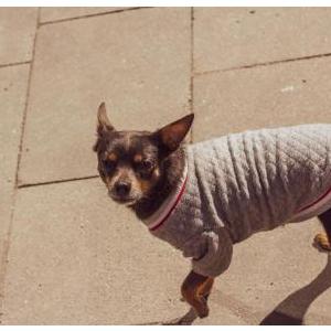 Image of Montoya., Lost Dog
