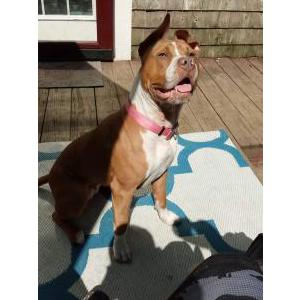 Lost Dog Roxy