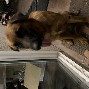 Found Dog Unknown