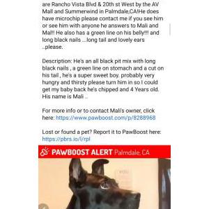 Lost Dog Mali