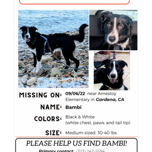 Lost Dog Bambi