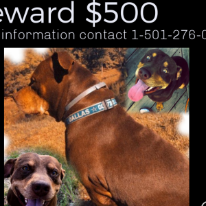 Image of Major, Lost Dog