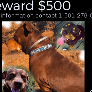 Lost Dog Major