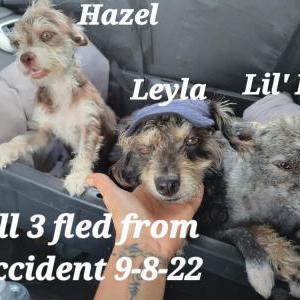 Lost Dog Leyla, Hazel, Li Dre