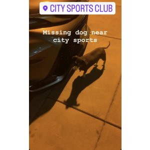 Found Dog Unknown