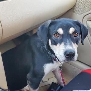 Image of Max/Kimi, Lost Dog