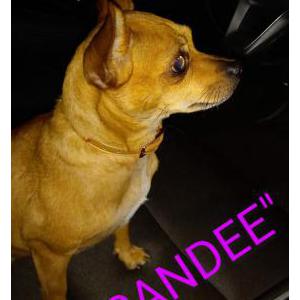 Lost Dog Sandee