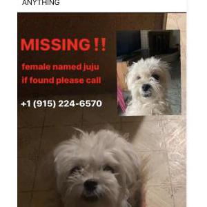 Lost Dog juju