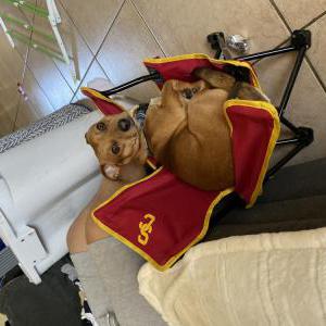 Lost Dog Gary