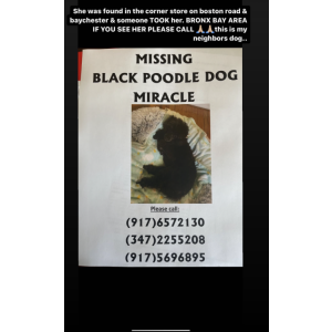Lost Dog Miarcle