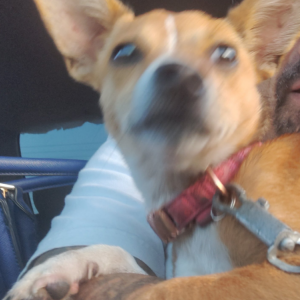 Lost Dog Chapis
