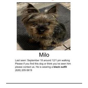 Lost Dog Milo