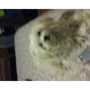 2nd Image of LULU, Lost Dog