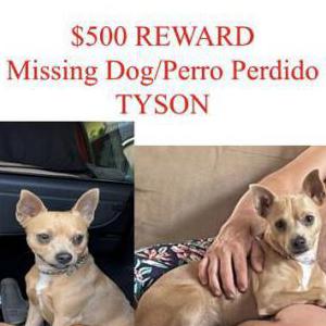 Lost Dog Tyson