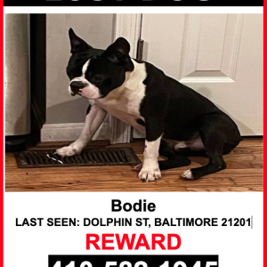 Lost Dog Bodie