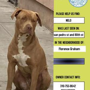 Lost Dog Nelo