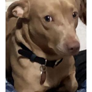 Lost Dog Melvin
