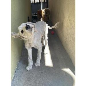 Lost Dog Coco Granadeno